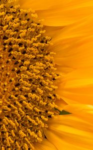 Preview wallpaper sunflower, flower, macro, petals, yellow