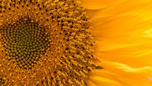 Preview wallpaper sunflower, flower, macro, petals, yellow