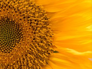 Preview wallpaper sunflower, flower, macro, petals, yellow