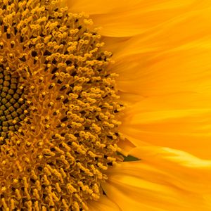 Preview wallpaper sunflower, flower, macro, petals, yellow