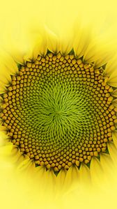 Preview wallpaper sunflower, flower, macro, petals, drops, yellow