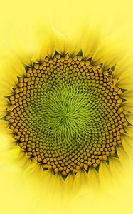 Preview wallpaper sunflower, flower, macro, petals, drops, yellow