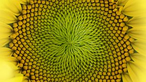 Preview wallpaper sunflower, flower, macro, petals, drops, yellow