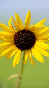 Preview wallpaper sunflower, flower, macro, yellow