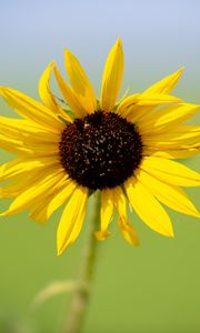 Preview wallpaper sunflower, flower, macro, yellow