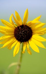 Preview wallpaper sunflower, flower, macro, yellow