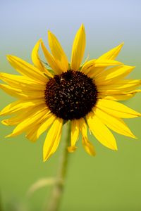 Preview wallpaper sunflower, flower, macro, yellow