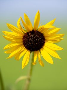 Preview wallpaper sunflower, flower, macro, yellow