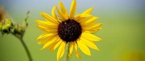 Preview wallpaper sunflower, flower, macro, yellow