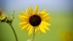 Preview wallpaper sunflower, flower, macro, yellow