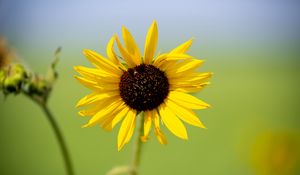 Preview wallpaper sunflower, flower, macro, yellow