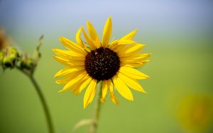 Preview wallpaper sunflower, flower, macro, yellow