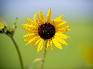 Preview wallpaper sunflower, flower, macro, yellow