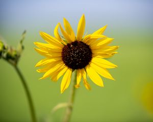 Preview wallpaper sunflower, flower, macro, yellow