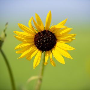 Preview wallpaper sunflower, flower, macro, yellow