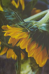 Preview wallpaper sunflower, flower, petals, macro, yellow, green