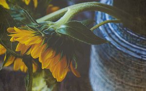 Preview wallpaper sunflower, flower, petals, macro, yellow, green