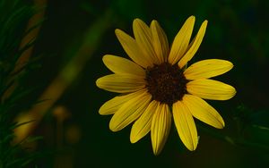 Preview wallpaper sunflower, flower, macro, yellow, petals