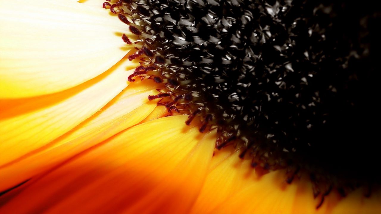 Wallpaper sunflower, flower, orange, brown