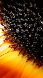 Preview wallpaper sunflower, flower, orange, brown