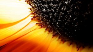 Preview wallpaper sunflower, flower, orange, brown