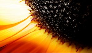 Preview wallpaper sunflower, flower, orange, brown