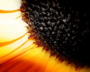 Preview wallpaper sunflower, flower, orange, brown