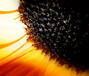 Preview wallpaper sunflower, flower, orange, brown