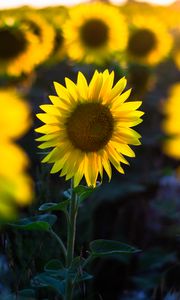 Preview wallpaper sunflower, flower, petal, blur