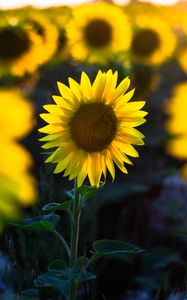 Preview wallpaper sunflower, flower, petal, blur