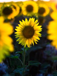 Preview wallpaper sunflower, flower, petal, blur