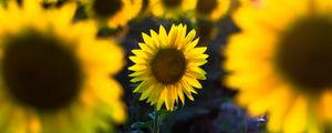 Preview wallpaper sunflower, flower, petal, blur