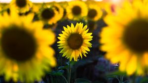 Preview wallpaper sunflower, flower, petal, blur