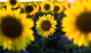 Preview wallpaper sunflower, flower, petal, blur