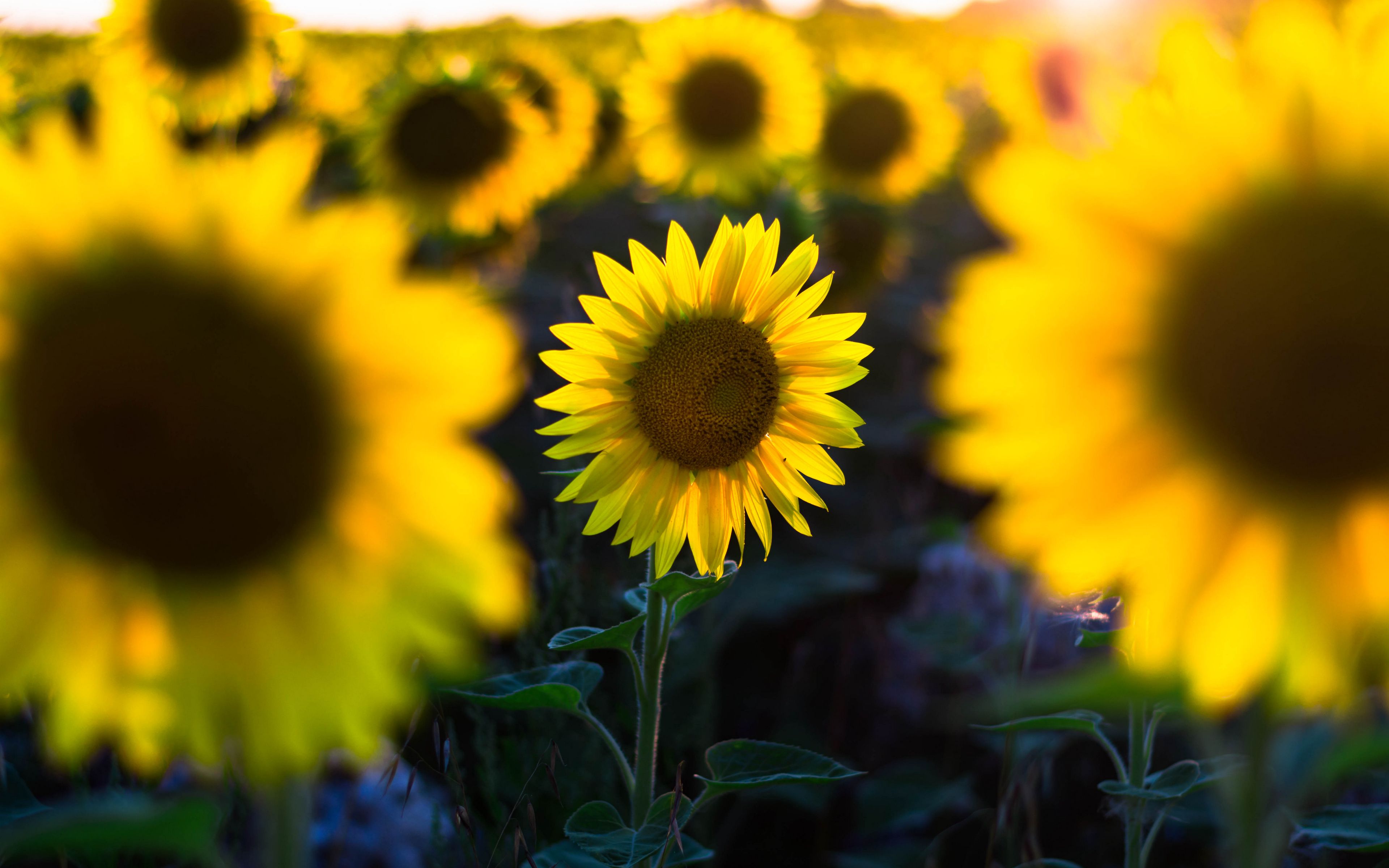 Download Wallpaper 3840x2400 Sunflower Flower Petal Blur 4k Ultra Hd