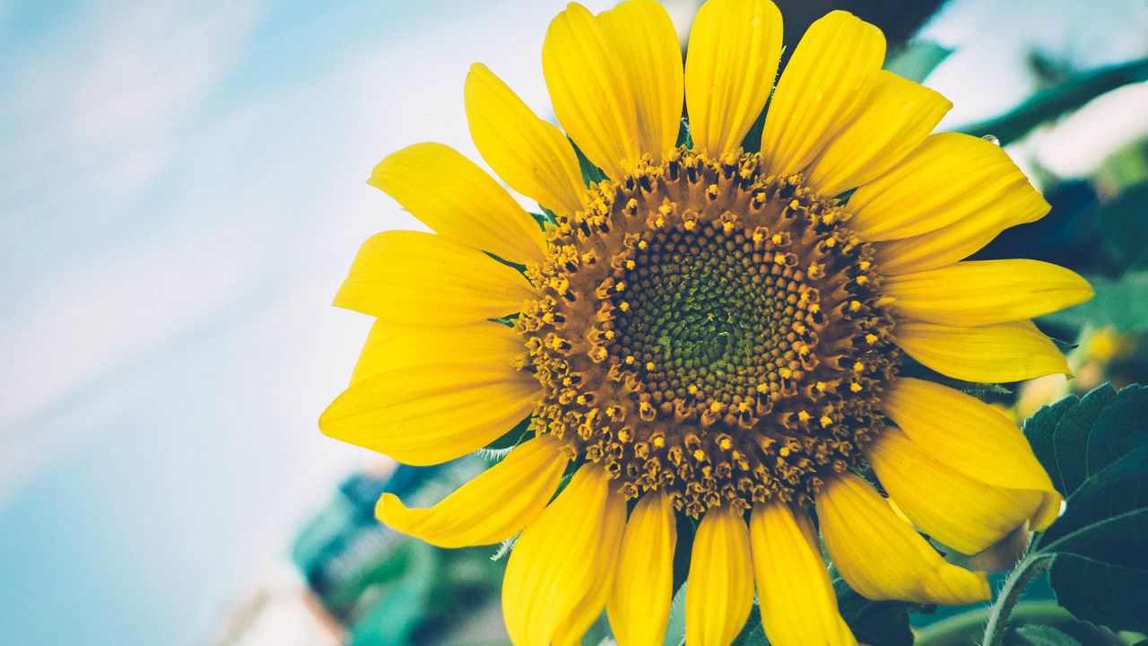 Wallpaper sunflower, flower, petals