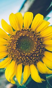 Preview wallpaper sunflower, flower, petals