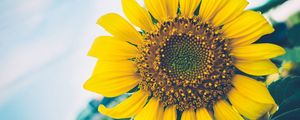 Preview wallpaper sunflower, flower, petals