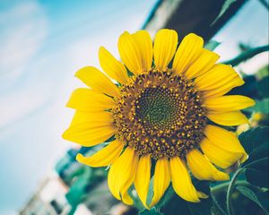 Preview wallpaper sunflower, flower, petals