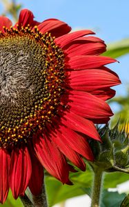 Preview wallpaper sunflower, flower, petals, plant