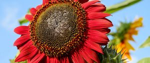 Preview wallpaper sunflower, flower, petals, plant