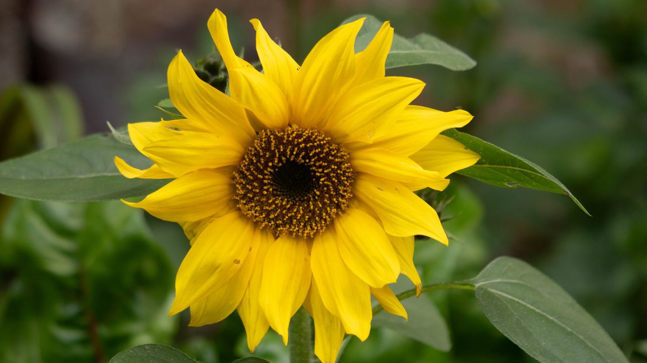 Wallpaper sunflower, flower, petals, yellow, blur