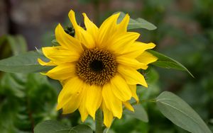 Preview wallpaper sunflower, flower, petals, yellow, blur