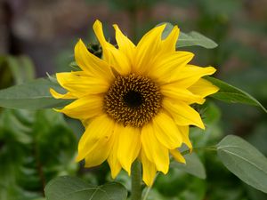 Preview wallpaper sunflower, flower, petals, yellow, blur