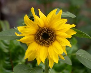 Preview wallpaper sunflower, flower, petals, yellow, blur