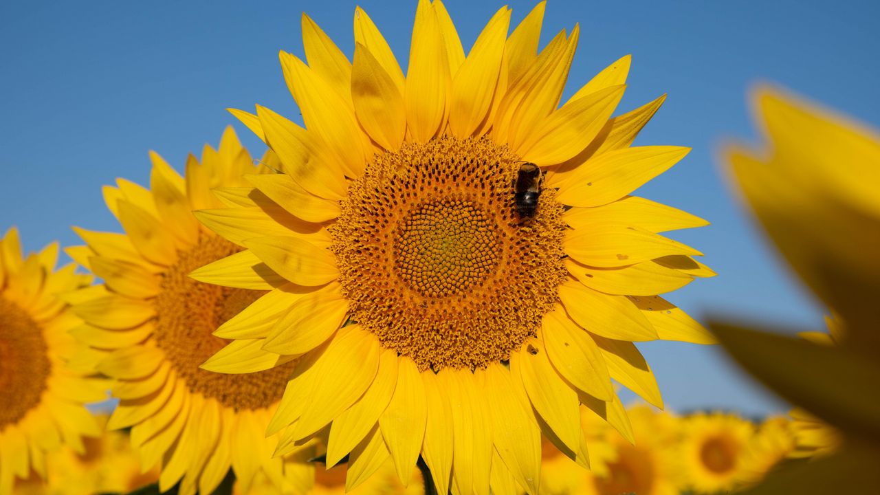 Wallpaper sunflower, flower, petals, bee, yellow