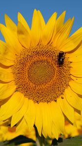 Preview wallpaper sunflower, flower, petals, bee, yellow