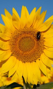 Preview wallpaper sunflower, flower, petals, bee, yellow