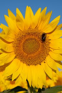 Preview wallpaper sunflower, flower, petals, bee, yellow