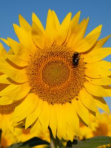 Preview wallpaper sunflower, flower, petals, bee, yellow